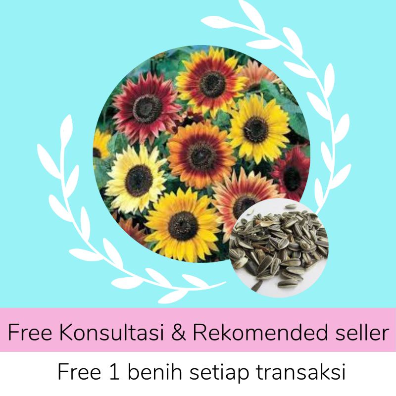 [[COD]] BENIH TANAMAN UNGGUL BUNGA MATAHARI/ BENIH BUNGA MATAHARI