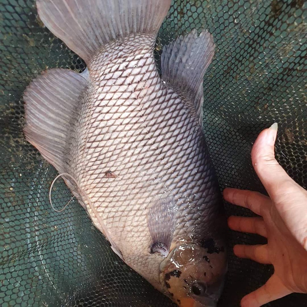 Ikan Gurami Hidup Indukan gurame