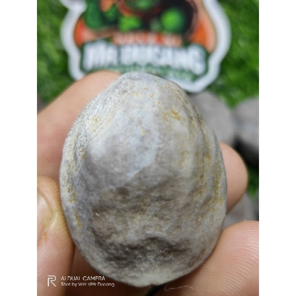 MUNCANG ADU PANJANGAN JAWA SI KAM