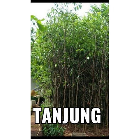 Pohon tanjung tinggi 3meter