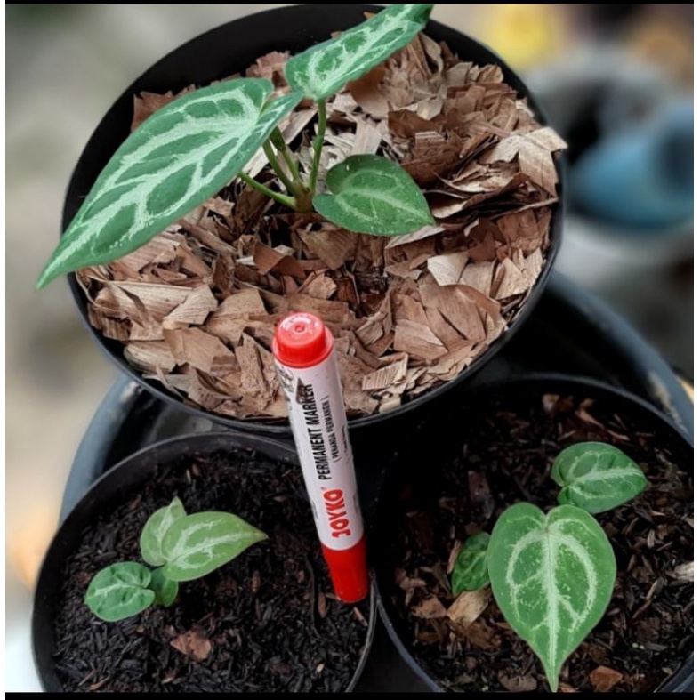 Tanaman Anthurium Crystalinum SILVER DORAYAKI 100% ORI Kuping Gajah - Anakan A