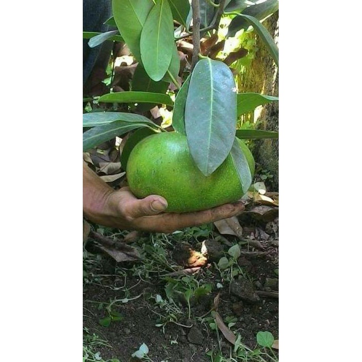 TANAMAN ATAU BIBIT BUAH BLACK SAPOTE JUMBO BIBIT BUAH