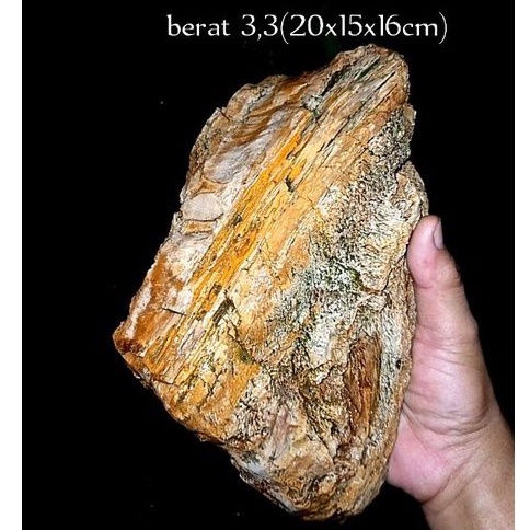 batu fosil kayu aren unik dan langka(059)