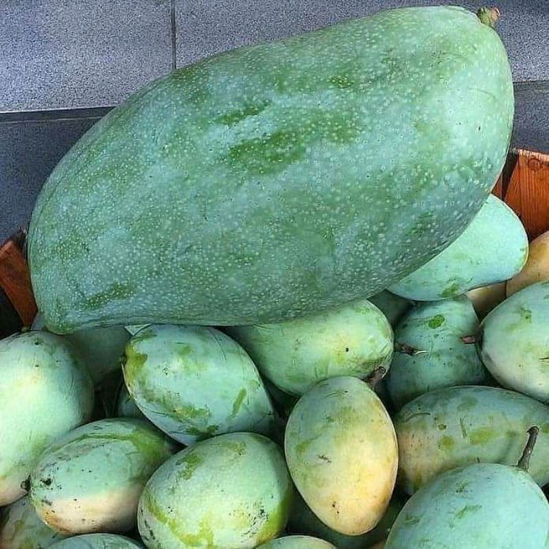 Bibit Mangga Mahatir Cepat Berbuah - Hasil Stek