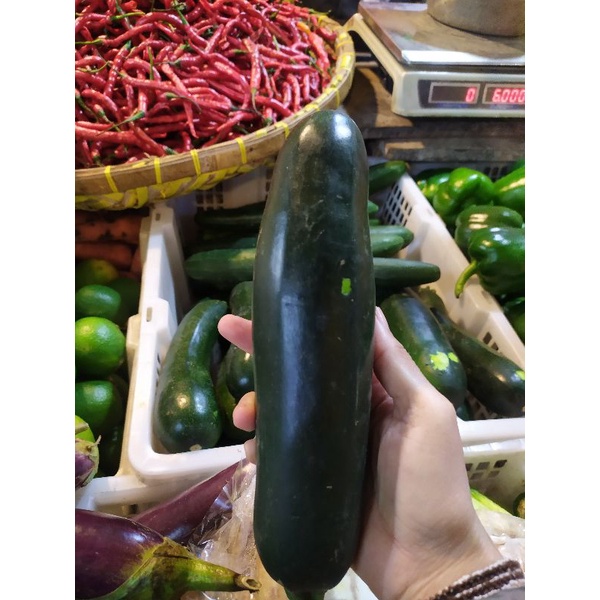 

Cukini / labu jepang