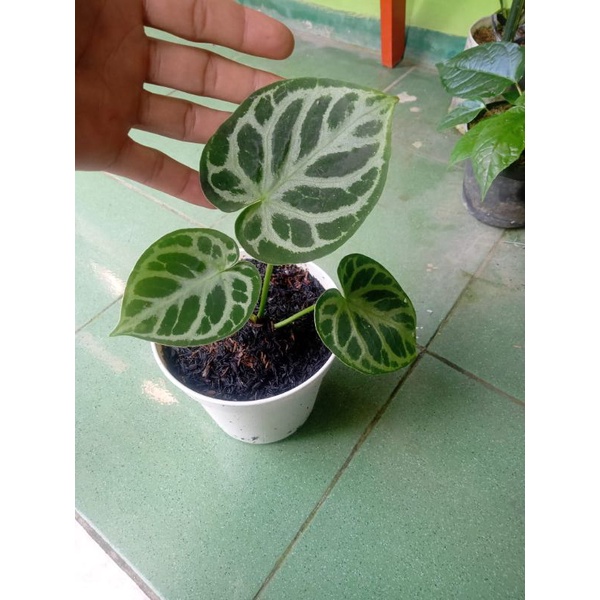 anthurium dorayaki silver
