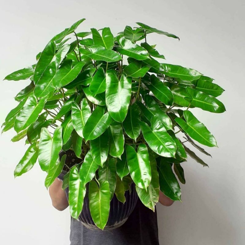 (BISA COD) Tanaman hias philodendron burle marx / brekele tanaman indoor / vertical garden - tanaman phillo burle Marx