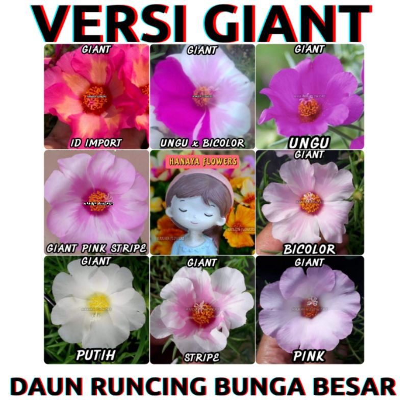 GIANT tanaman bunga krokot / bunga moss rose / potulaca / sutra bombay pukul sembilan 9 pagi