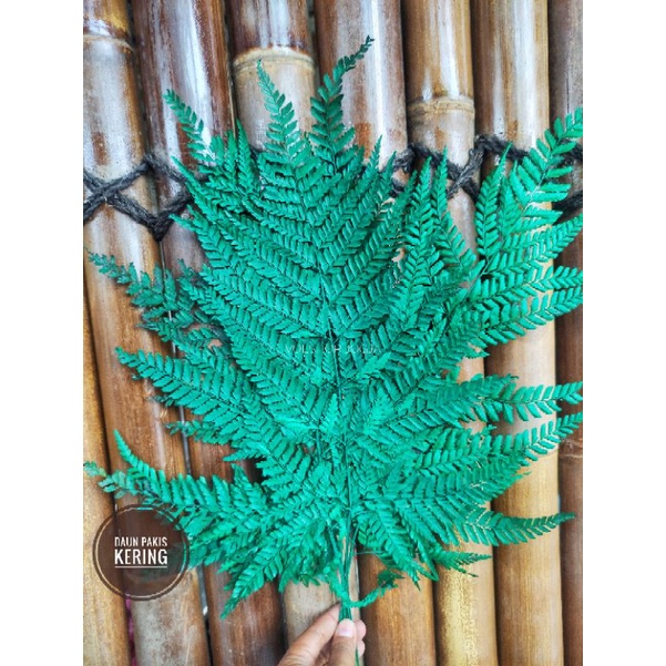 DAUN PAKIS KERING NATURAL WARNA HIASAN BUKET HAMPERS DEKORASI DRIED LEAF