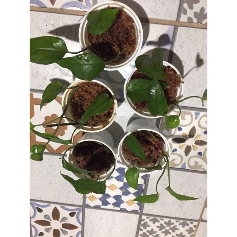 Epipremnum Skeleton Key