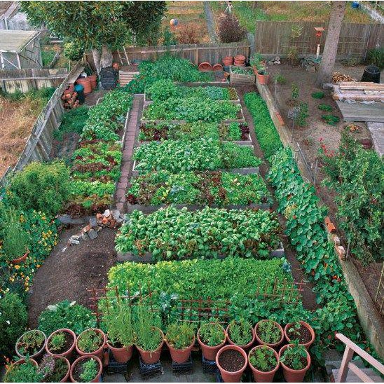 Bibit Sayuran Benih Sayur Paket Lengkap Hidroponik Kangkung Bayam Cabe Sawi Selada Terong Tomat dll-3