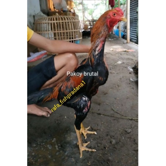

Telur ayam pakoy full brakot, kunci leher