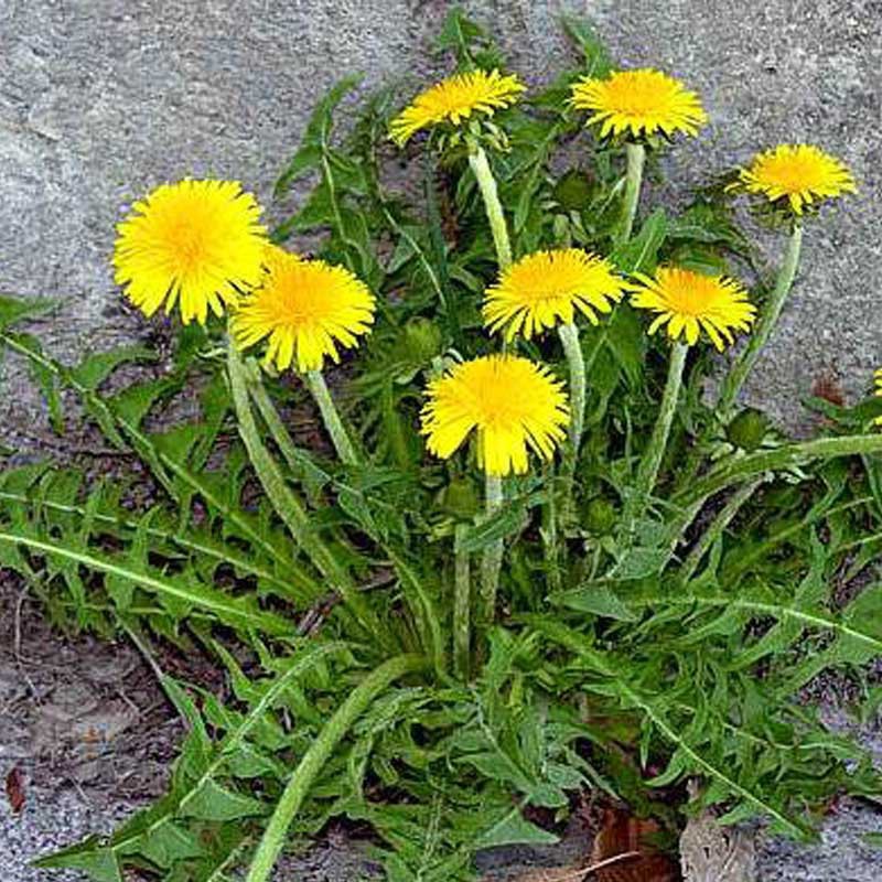 Tanaman Obat Herbal dandelion - Toga