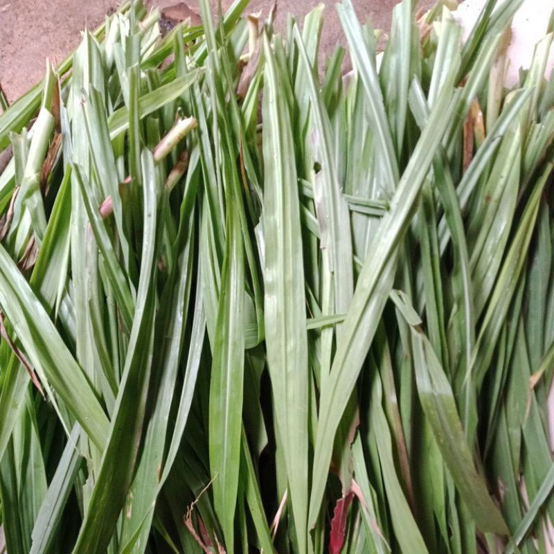 DAUN RUMPUT ODOT SEGAR 1 KG