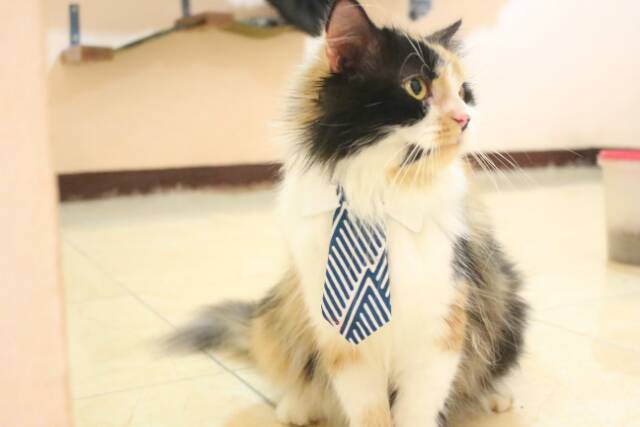 Long tie keren untuk kucing anjing / baju kucing lucu / aksesoris hewan imut | terlaris saat ini