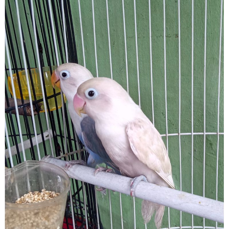 Burung love bird pasangan pasvio dan pasput prospek