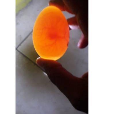 LANGSUNG ATC.. MESIN TETAS TELUR FULL OTOMATIS MURAH KAPASITAS 20 BUTIR TELOR  /ALAT PENETAS TELUR O