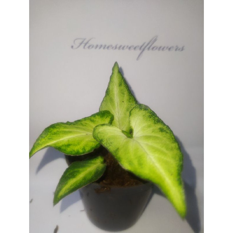 TANAMAN HIAS SYNGONIUM MINI |COD| SUPER PROMO TANAMAN HIAS HIDUP ASLI 100% realpict