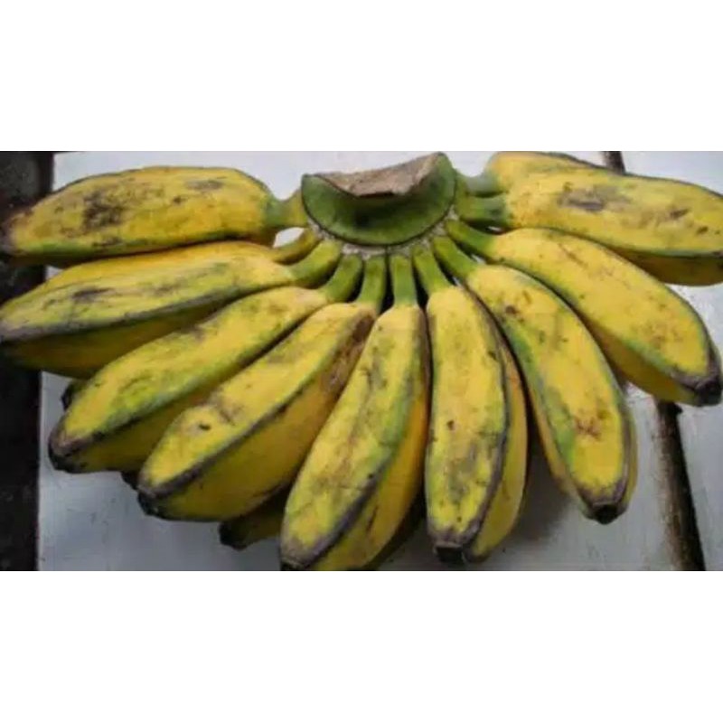 

pisang keppo segar per sisir kak