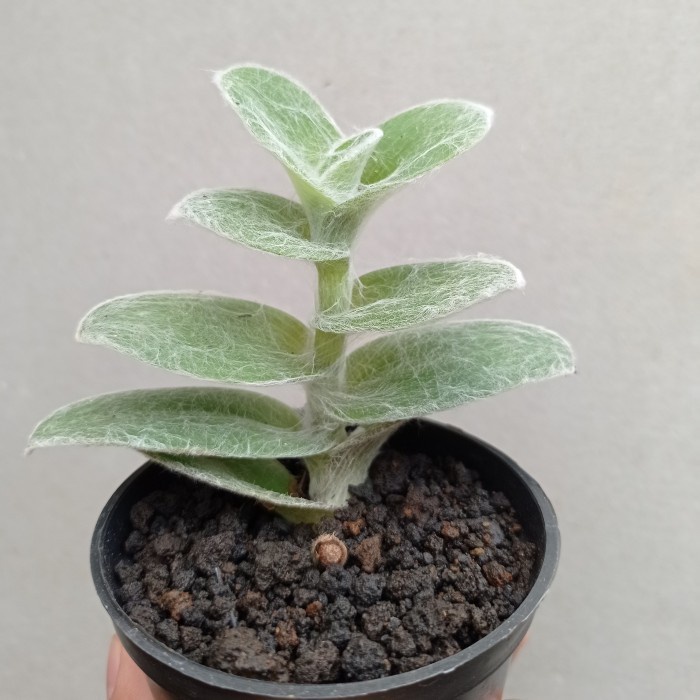 tradescantia sillamontana KAKTUS SUKULEN TANAMAN HIAS