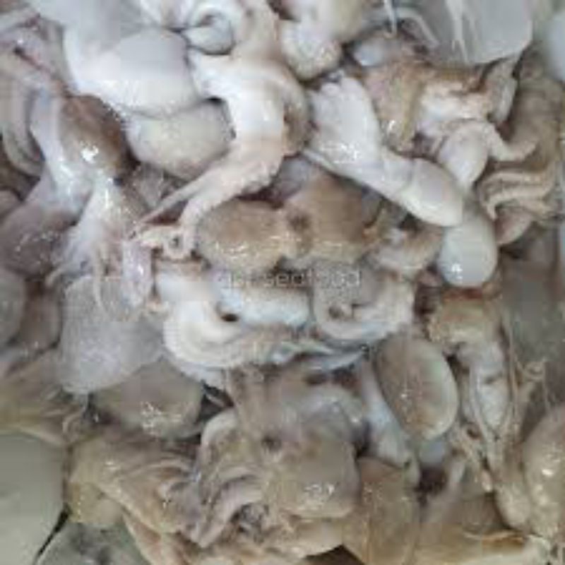 

Baby Gurita Octopus
