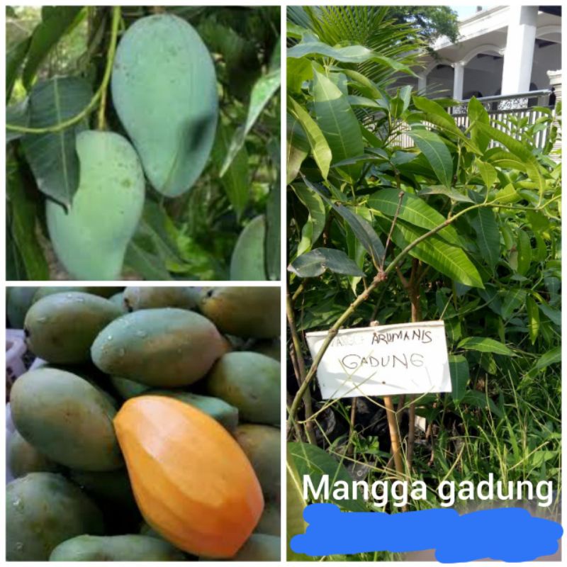 bibit mangga gadung