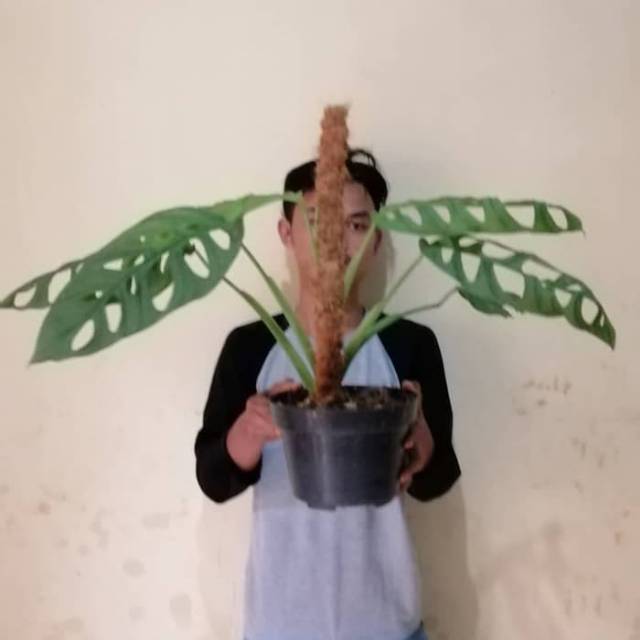 Tanaman Hias Monstera Adansoni Monstera Adan Soni Janda Bolong Shopee Indonesia