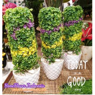 036 Bonsai Krokot  1904 harga belum termasuk ongkir 