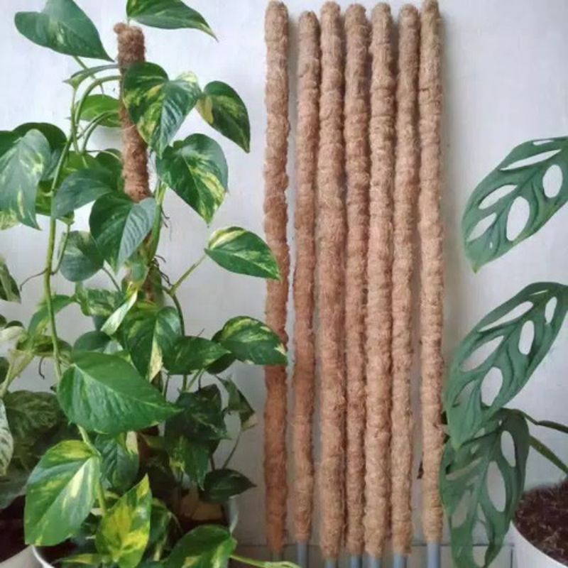 turus tanaman rambat sabut kelapa