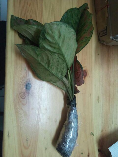 Tanaman Hias Aglonema Engheng-hengheng