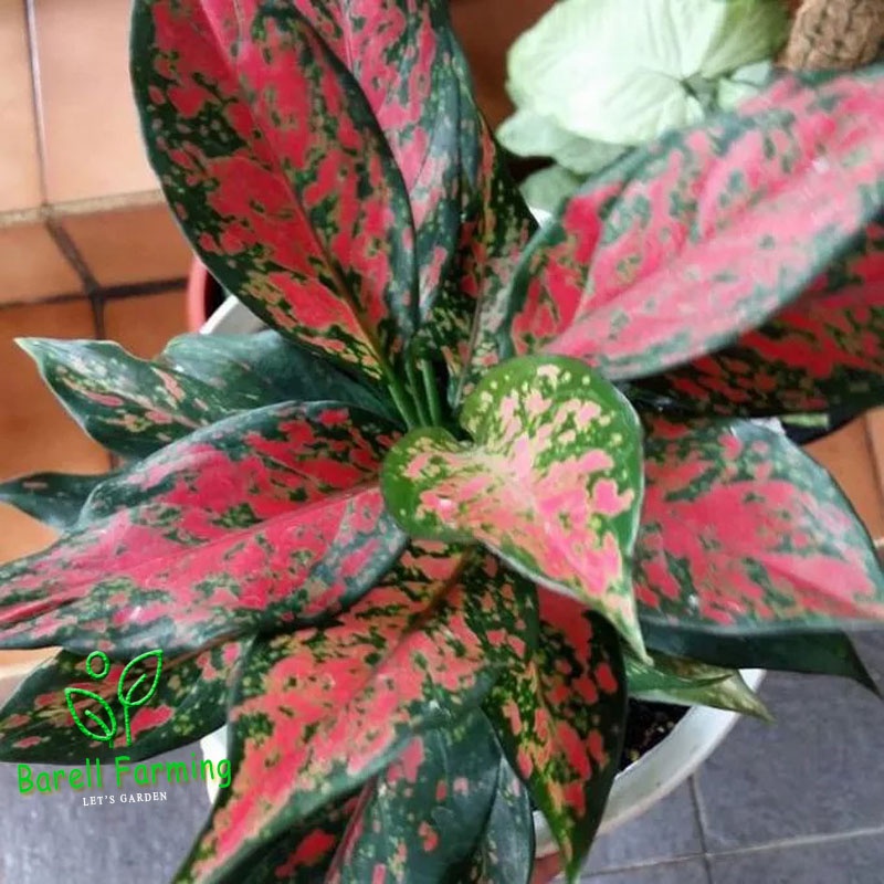 AGLONEMA RUBY GARUDA Aglonema Ruby Garuda Lokal Super  BATIK BIG ROY RUMPUN LIPSTIK MERAH PINK AGLON