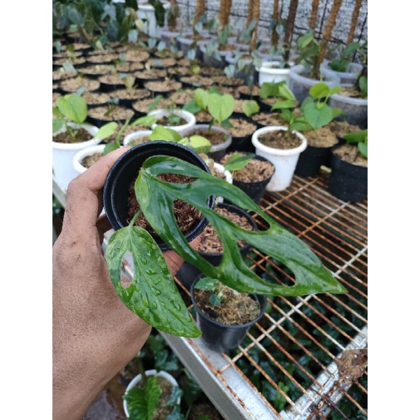 Janda Bolong lokal variegata