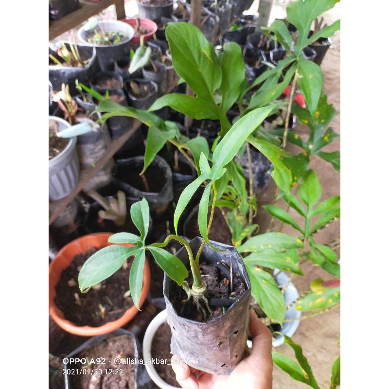 alocasia zebrina 5 jari batang berduri ( bonggolan ) langka kalimantan