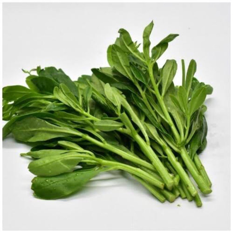 

Daun Ginseng Organik 200g