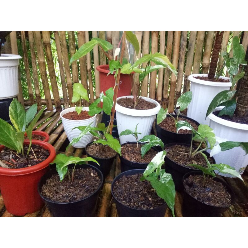 syngonium varigata - syngonium albo