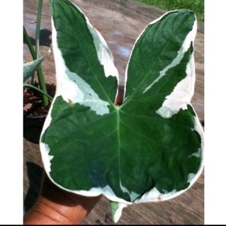 Tanaman Hias Xanthosoma Variegata kantong Semar keladi tikus