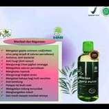 minyak kayu putih hutan Ambon