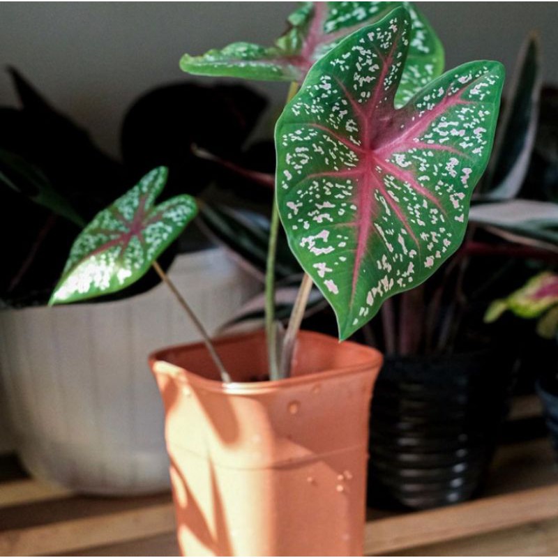 Tanaman hias caladium red star - keladi red star - keladi - caladium