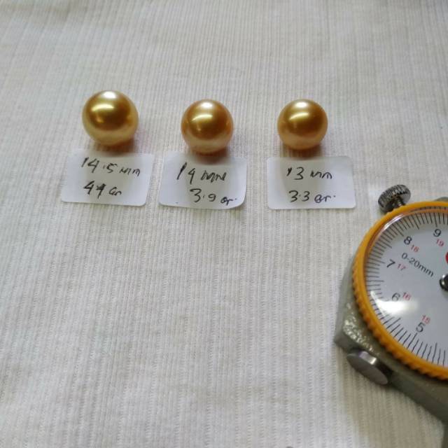 Mutiara laut gold mateng mutiara lombok