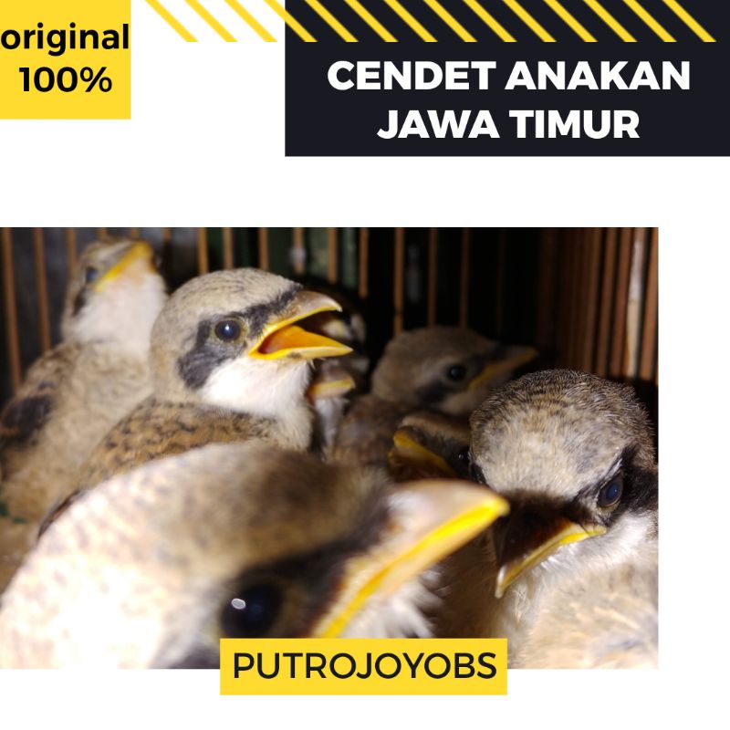 ANAKAN BURUNG PENTET CENDET JATIM JAWA TIMUR LOLOHAN ANAKAN