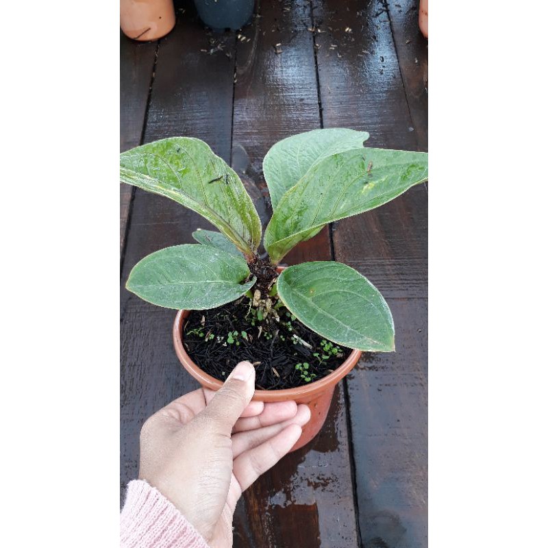 Jemani Cobra Varigata y