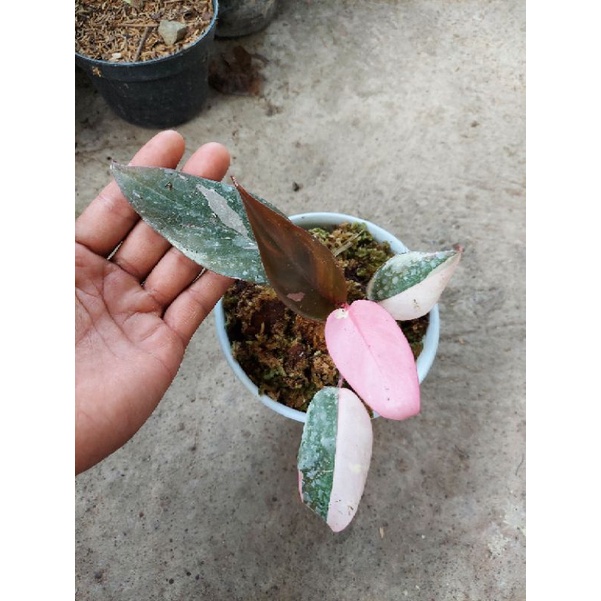 Tanaman Hias Philodendron Pink Princes/philodendron pink princes