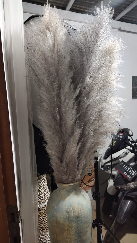 Dried Flower Pampas Import Super Pluffy (best Pampas Grass)