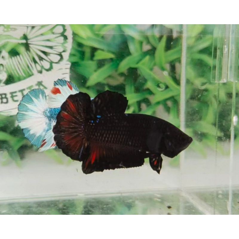 CUPANG AVATAR VAMPIRE