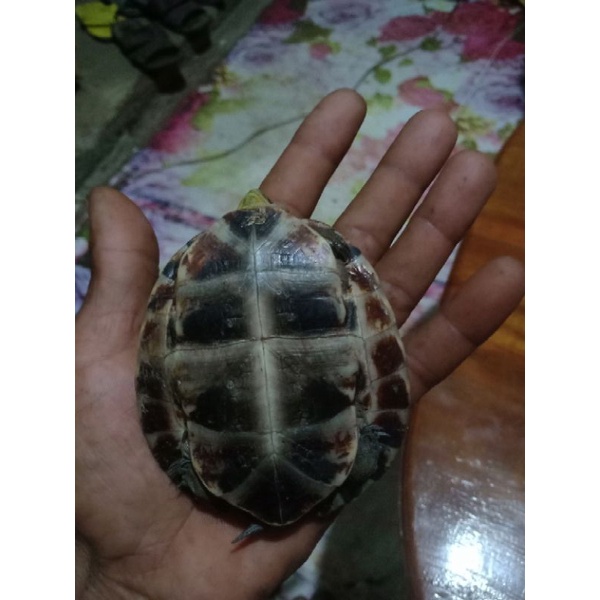 ambon batok