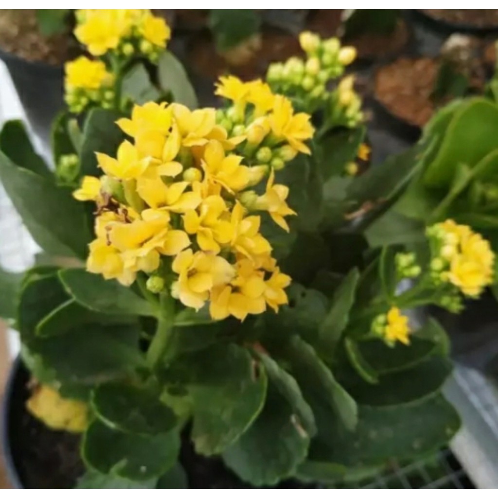 TANAMAN HIAS HIDUP KALANCHOE | TANAMAN SUPER BERKUALITAS | COD | MURAH MERIAH 250G