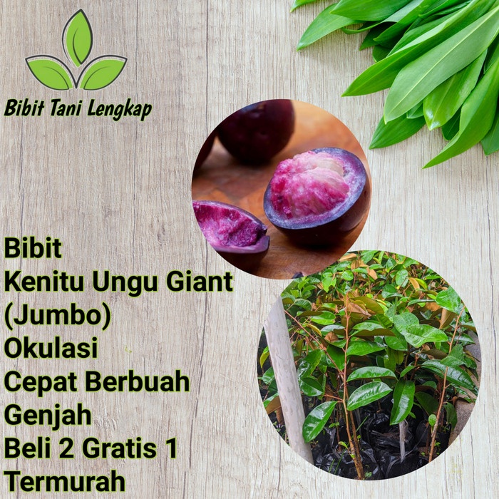 Bibit Tanaman Buah Kenitu Ungu Giant (Jumbo) super