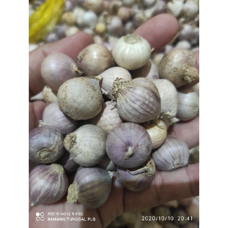 

Bawang Tunggal 500 gram Eceran Sedang
