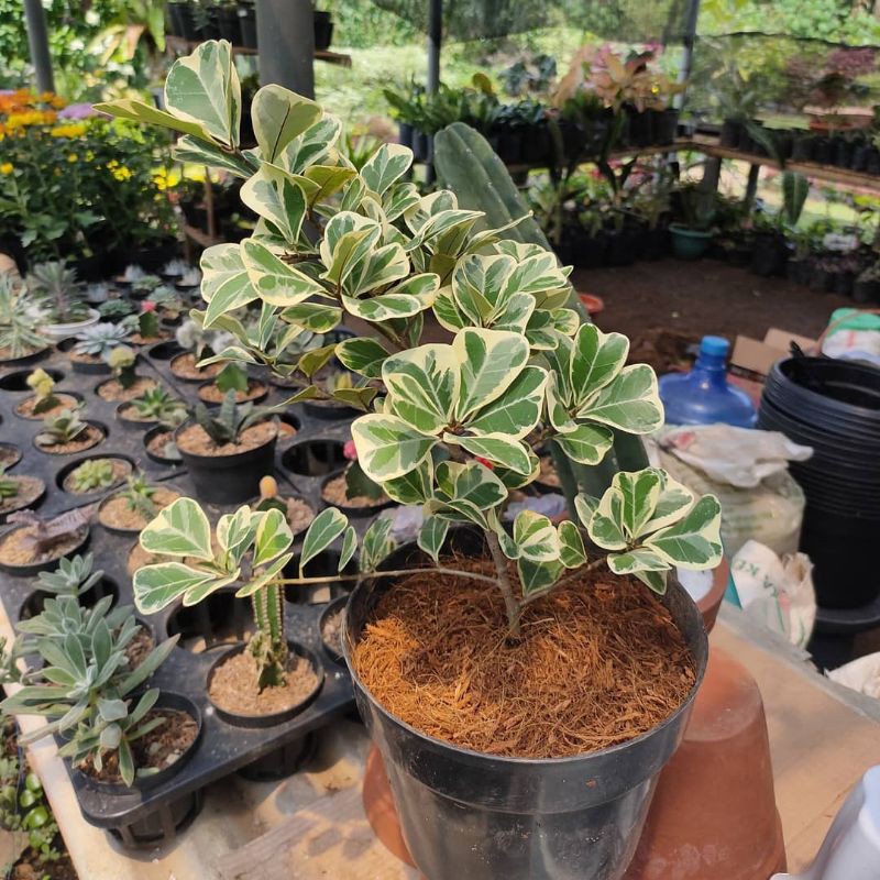 Beringin Kupu-kupu Variegata / Beringin Ficus Variegata
