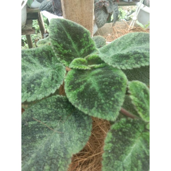Tanaman hias episcia emerlad bunga ungu import